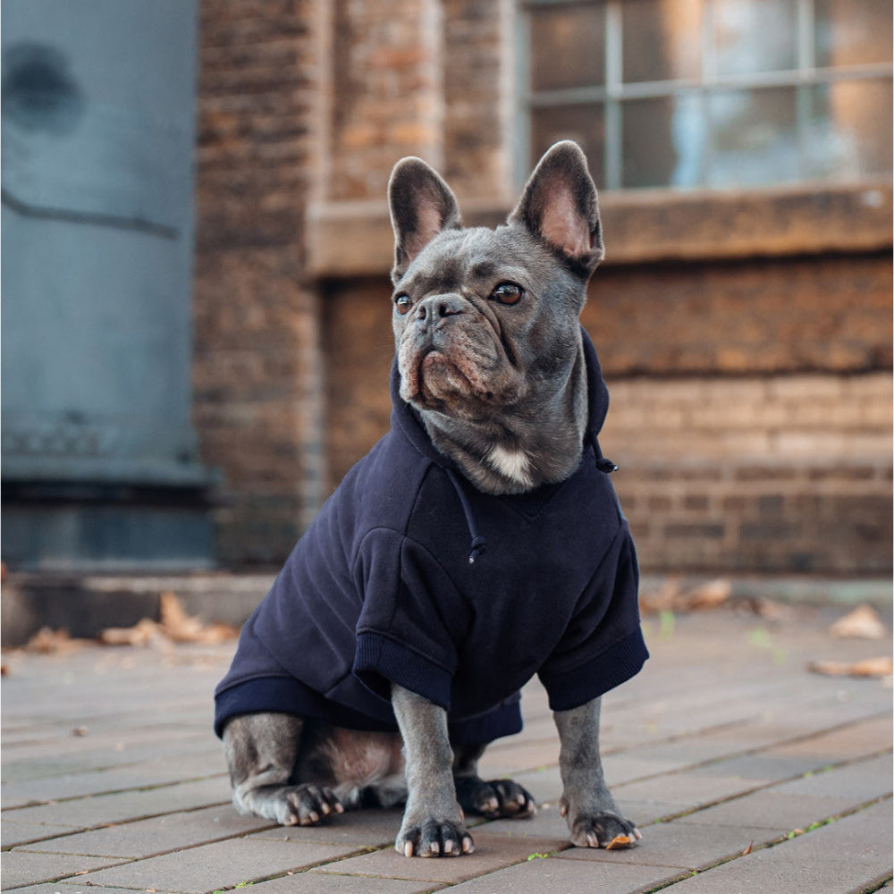Winter Dog Hoodies - Navy Blue