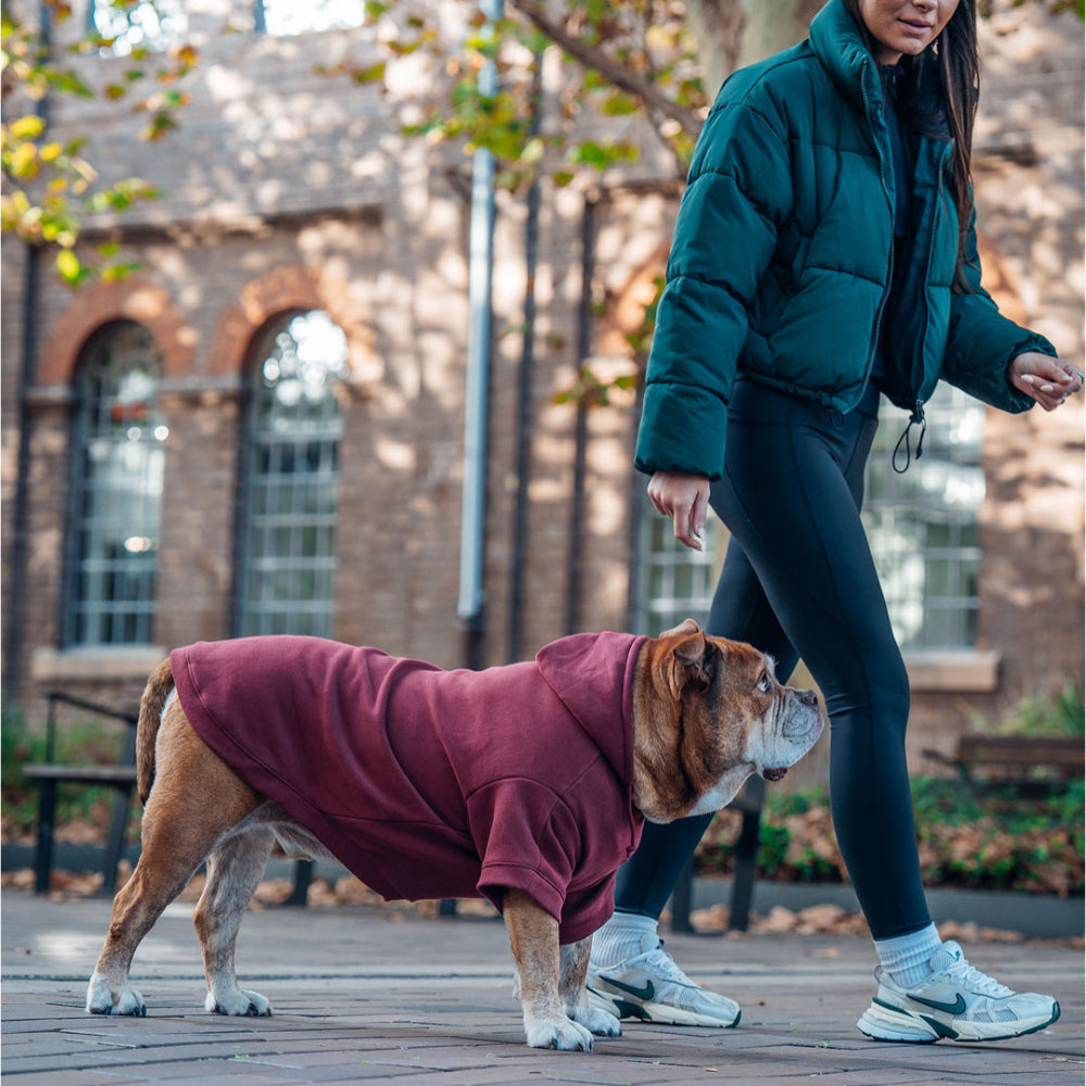 Winter Dog Hoodies - Maroon