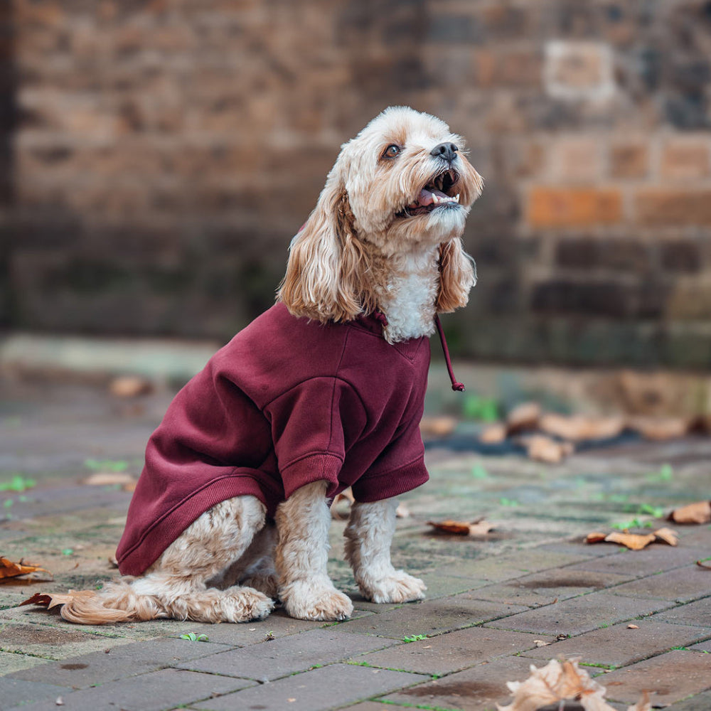 Winter Dog Hoodies - Maroon
