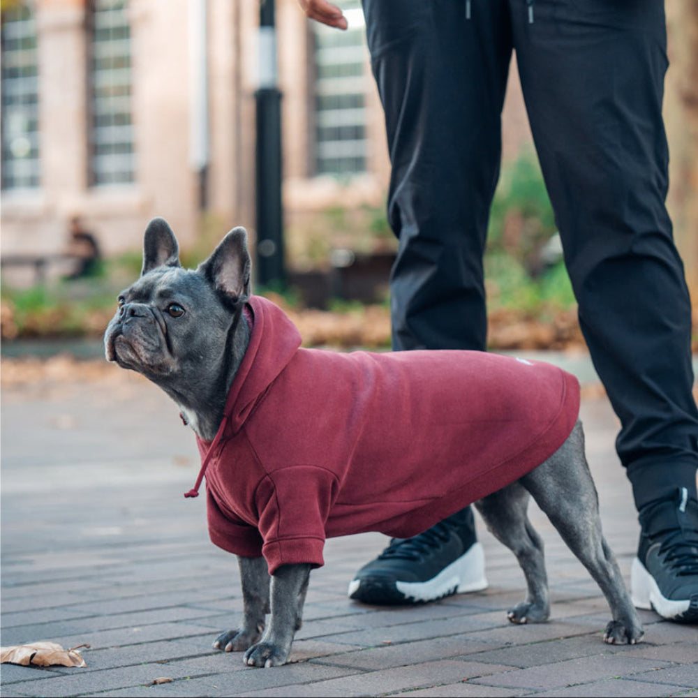 Winter Dog Hoodies - Maroon