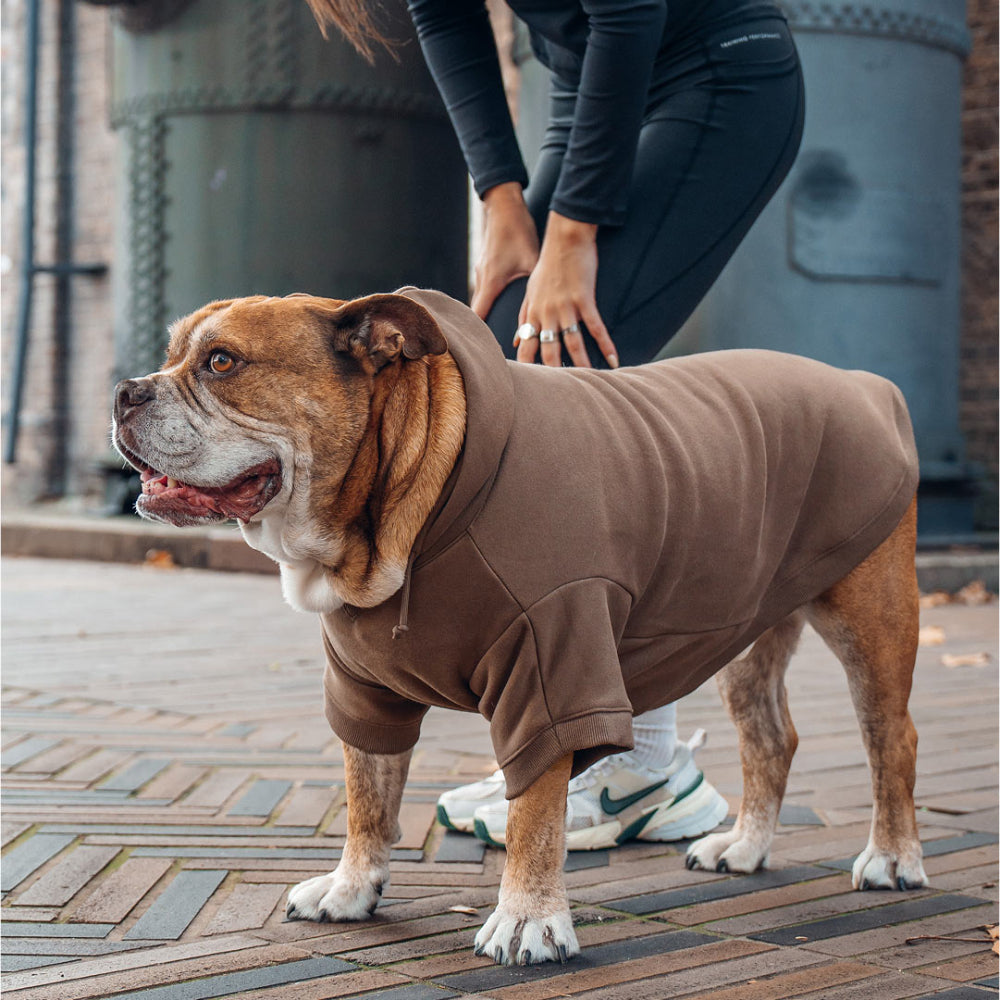 Winter Dog Hoodies - Brown