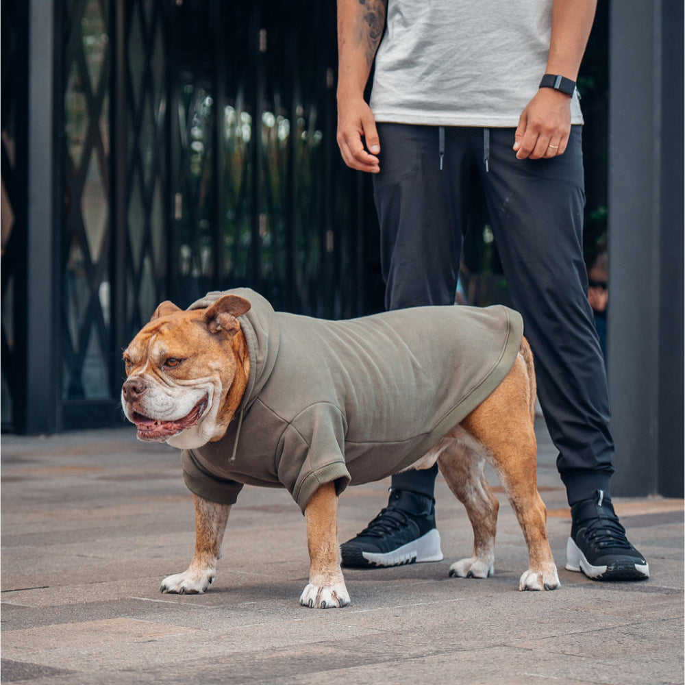 Winter Dog Hoodies - Khaki