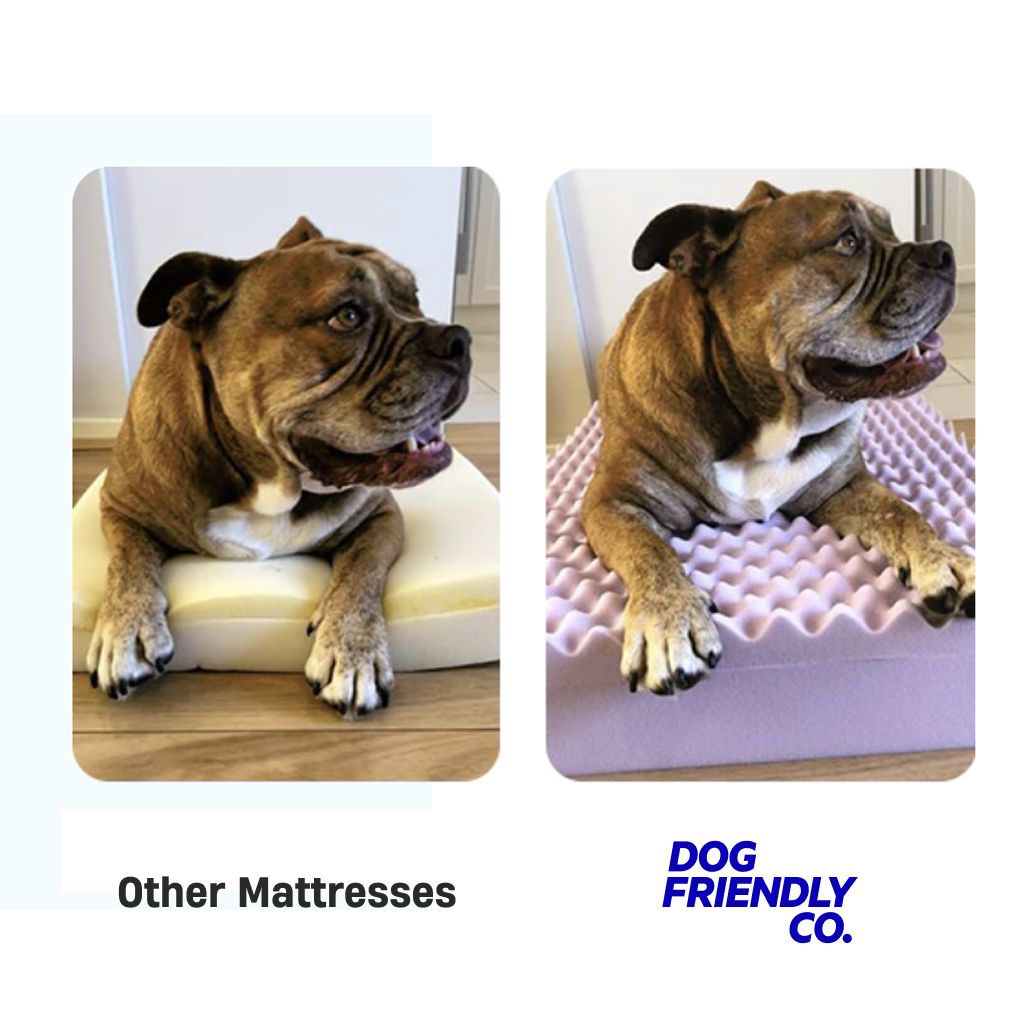 Premium Orthopedic Memory Foam Dog Bed - Beige (Small)